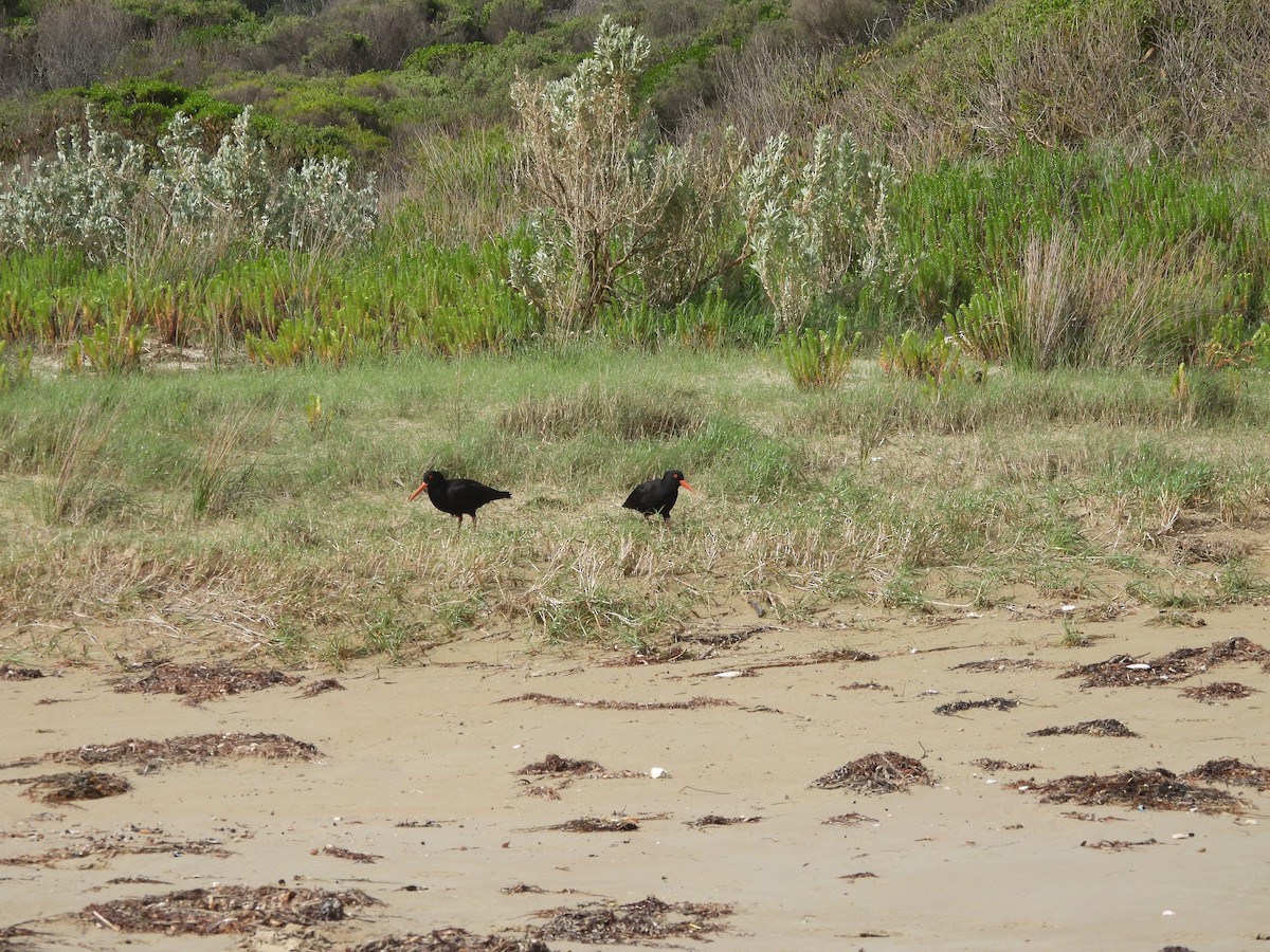 オーストラリアクロミヤコドリ - ML645430909