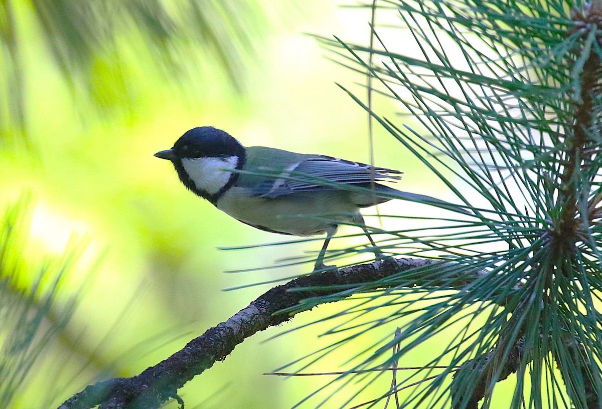 シジュウカラ（亜種 シジュウカラ） - ML645430910