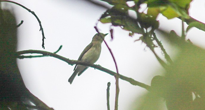 コサメビタキ - ML645430911