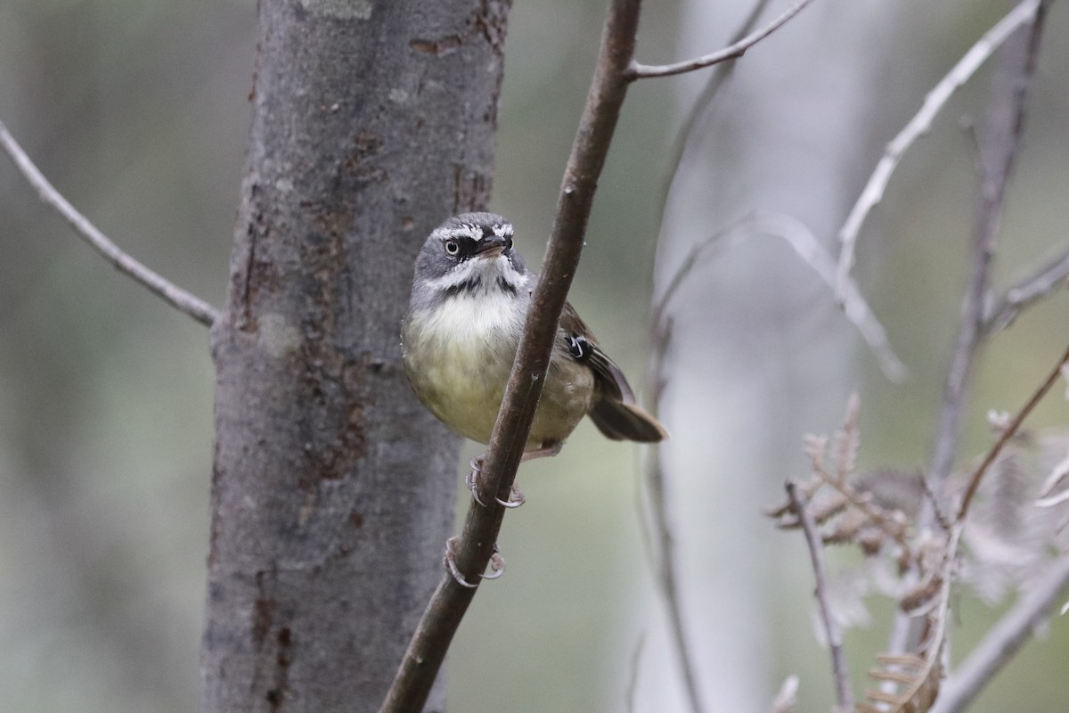 マミジロヤブムシクイ - ML645430912