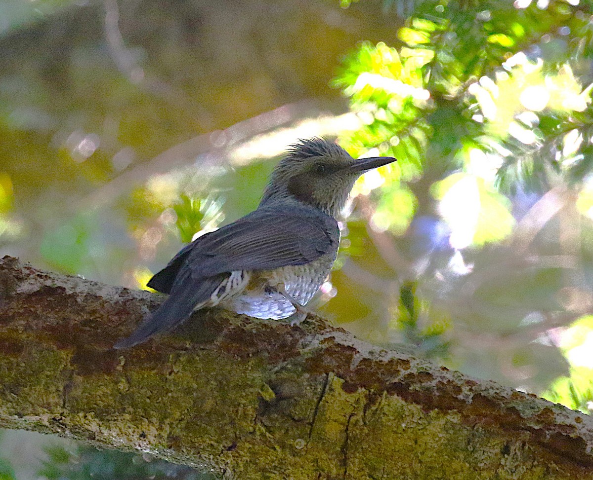 ヒヨドリ - ML645430913