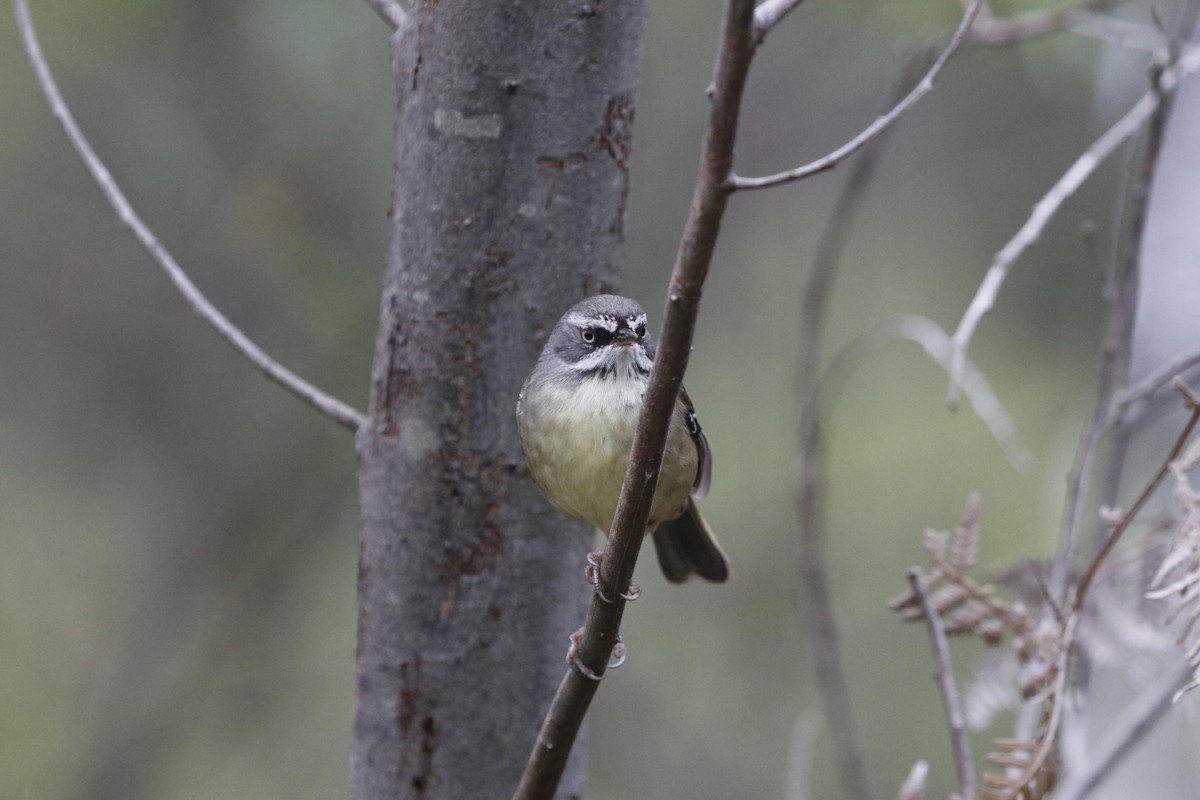 マミジロヤブムシクイ - ML645430914