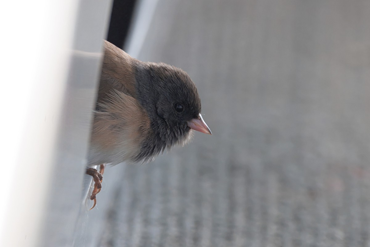 ユキヒメドリ（oreganus グループ） - ML645430915