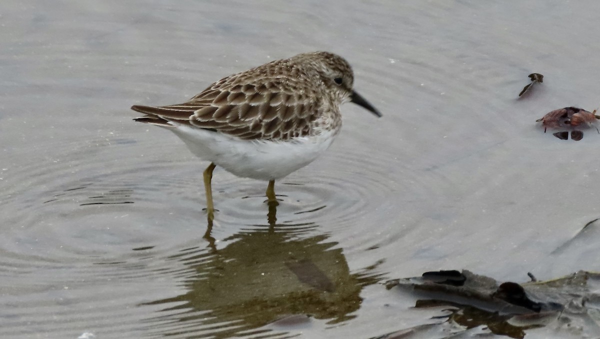 アメリカヒバリシギ - ML645430916