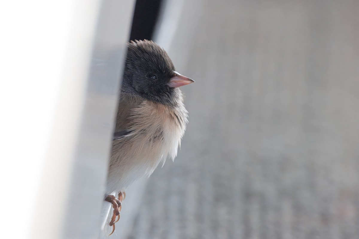 ユキヒメドリ（oreganus グループ） - ML645430917