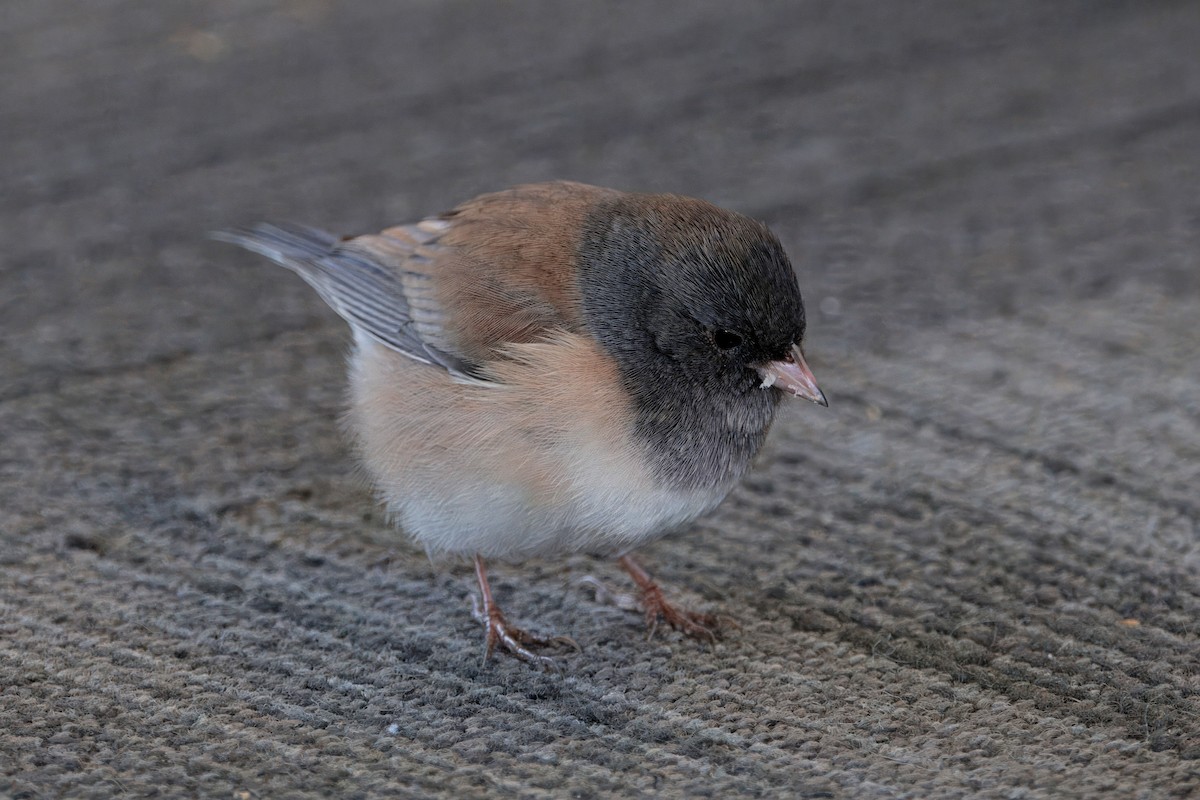 ユキヒメドリ（oreganus グループ） - ML645430918