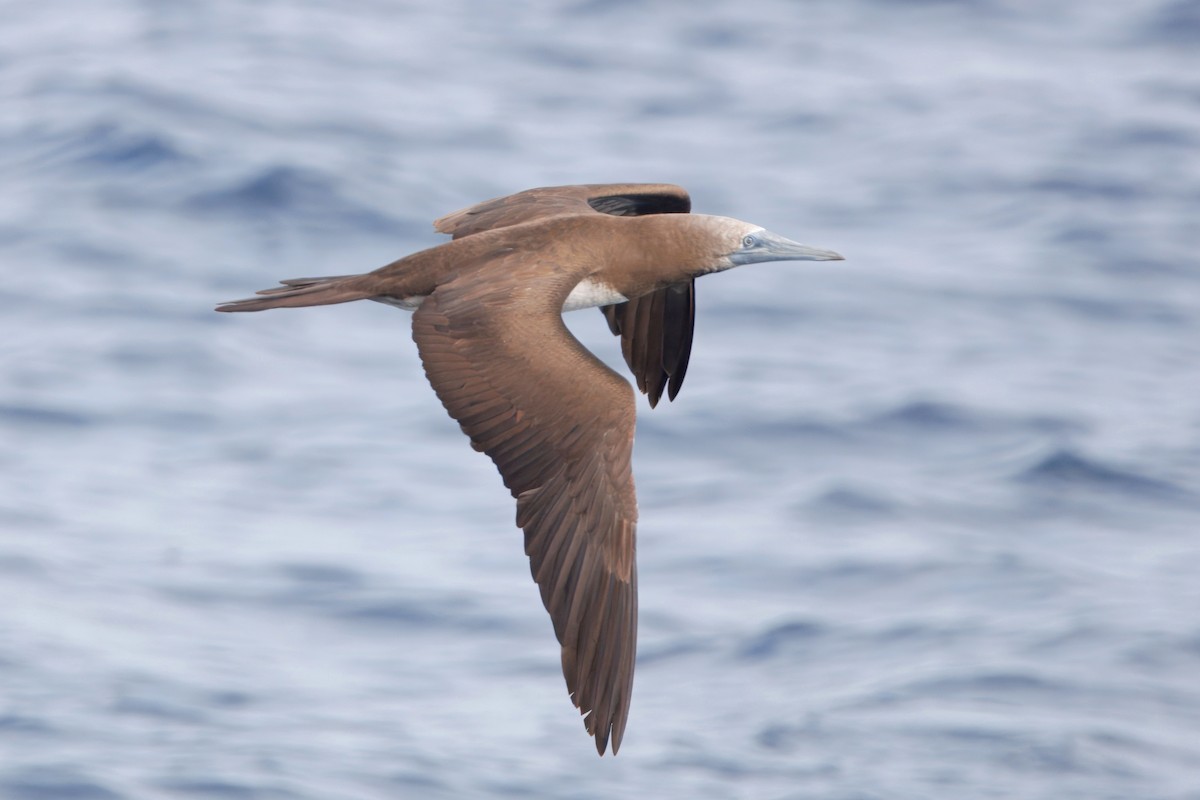 シロガシラカツオドリ - ML645430919