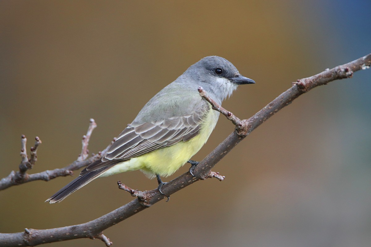 ハシボソタイランチョウ - ML645430920