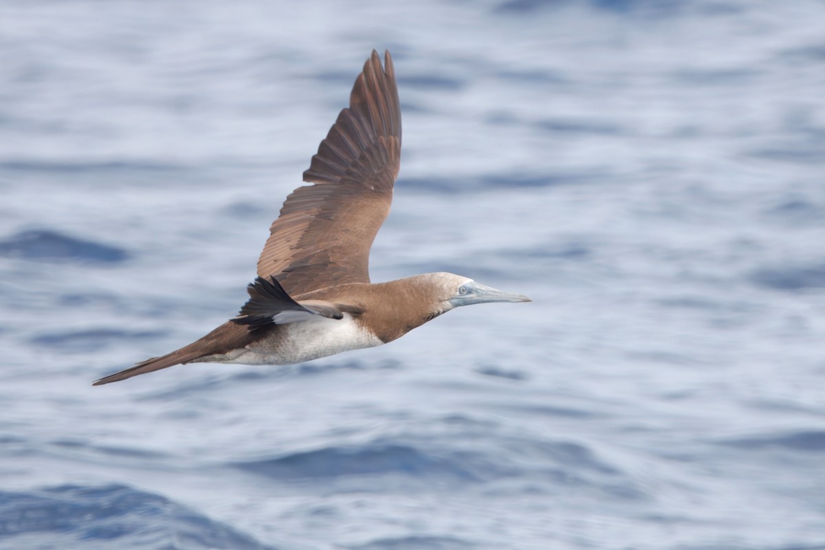 シロガシラカツオドリ - ML645430921