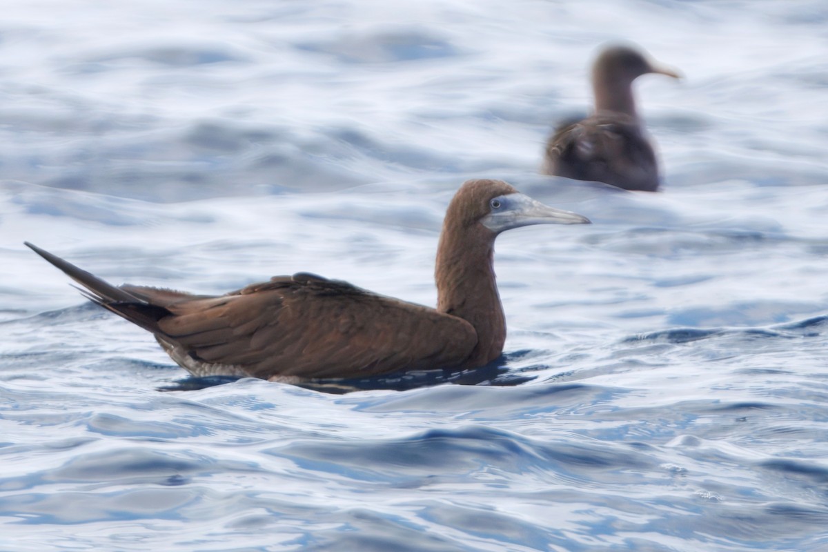 シロガシラカツオドリ - ML645430922