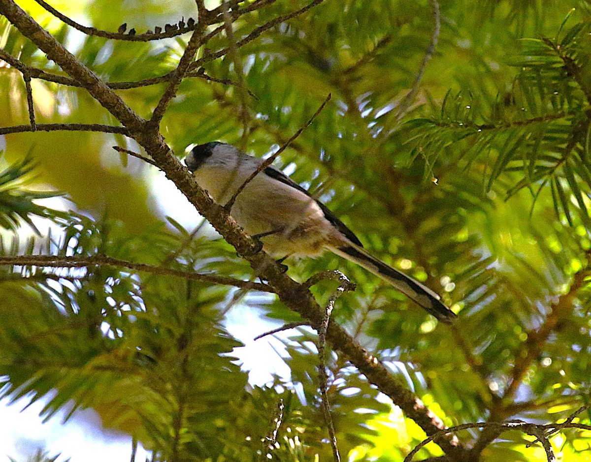 エナガ - ML645430926