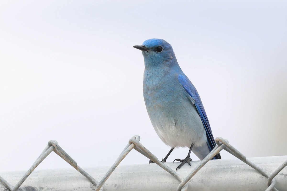 ムジルリツグミ - ML645430928