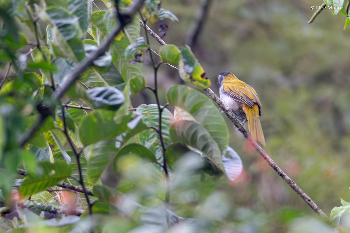 ズグロイカル - ML645430929