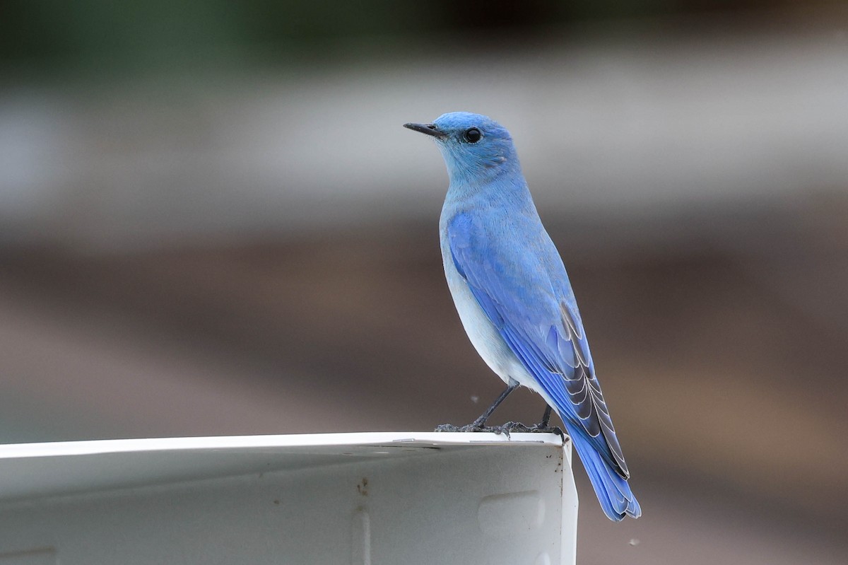 ムジルリツグミ - ML645430930