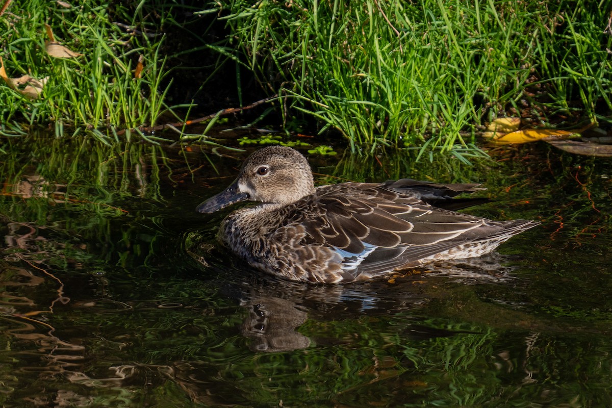 Blue-winged Teal - ML645430931
