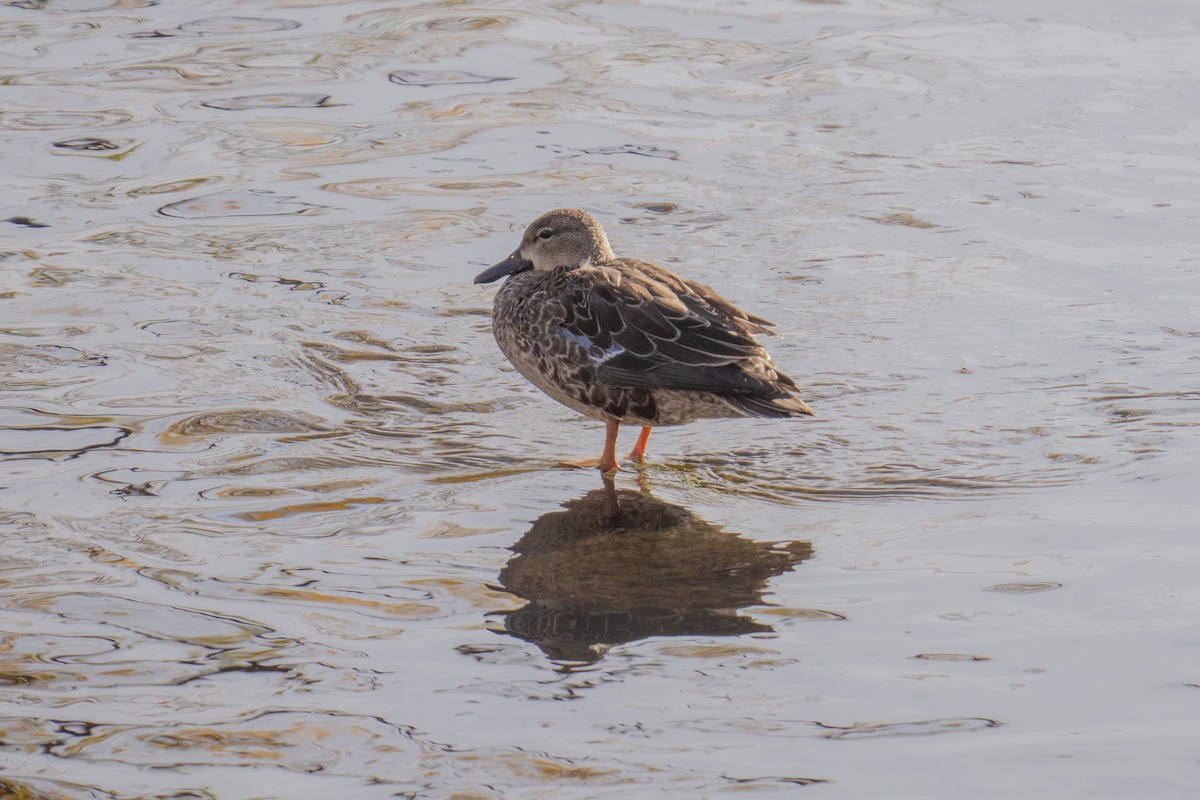 Blue-winged Teal - ML645430932