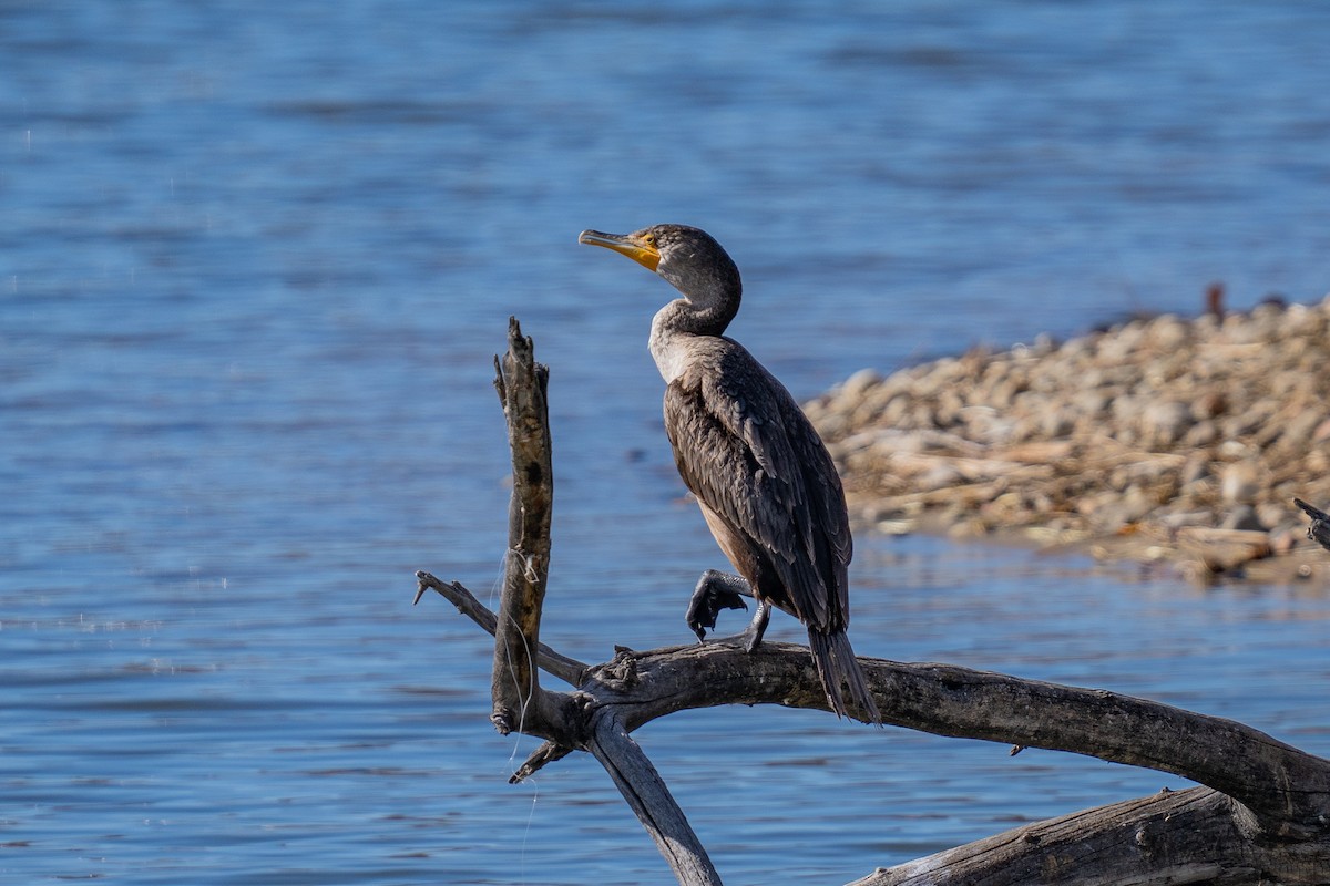 ミミヒメウ - ML645430934