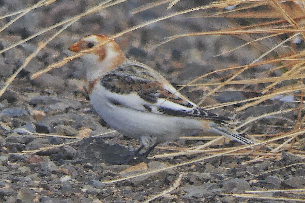 ユキホオジロ - ML645430935