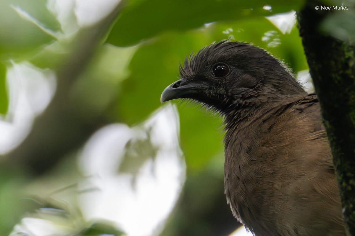 ムジヒメシャクケイ - ML645430936