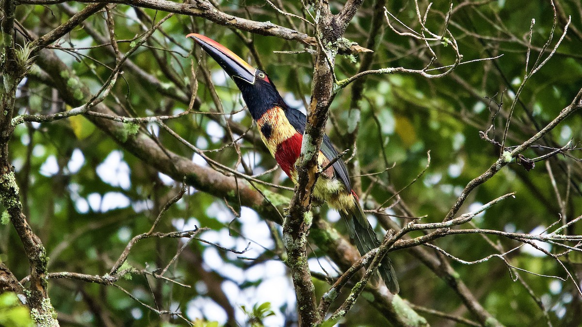 アカハシムナフチュウハシ - ML645430938