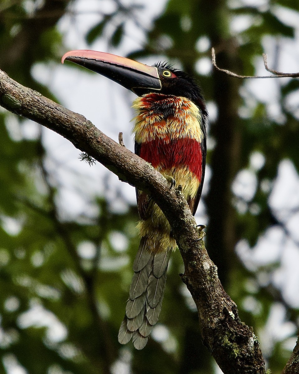 アカハシムナフチュウハシ - ML645430939