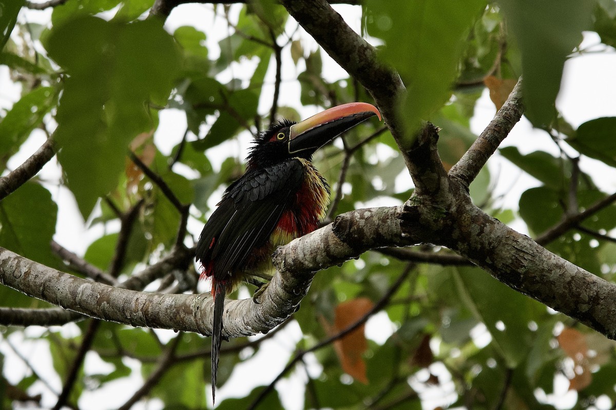 アカハシムナフチュウハシ - ML645430940