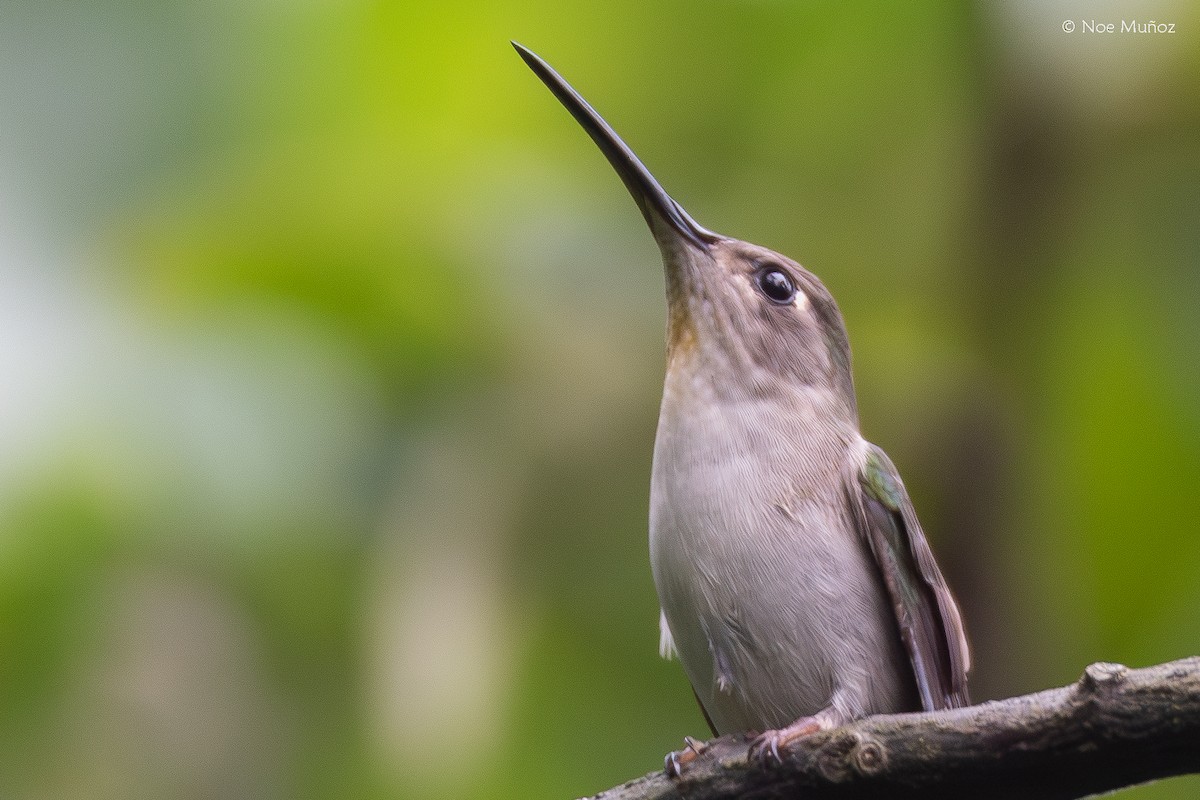 クサビオケンバネハチドリ - ML645430943