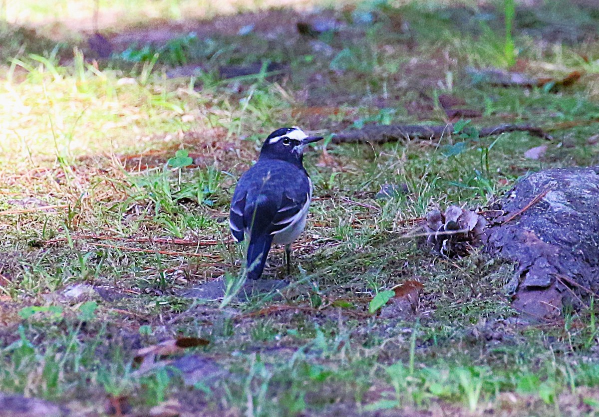 セグロセキレイ - ML645430945