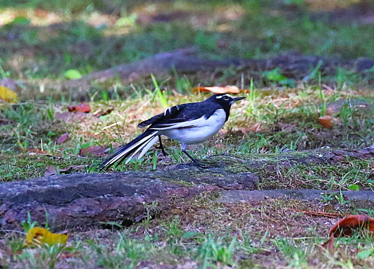 セグロセキレイ - ML645430946