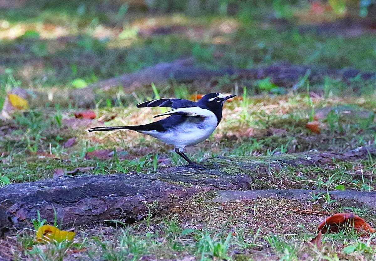 セグロセキレイ - ML645430947