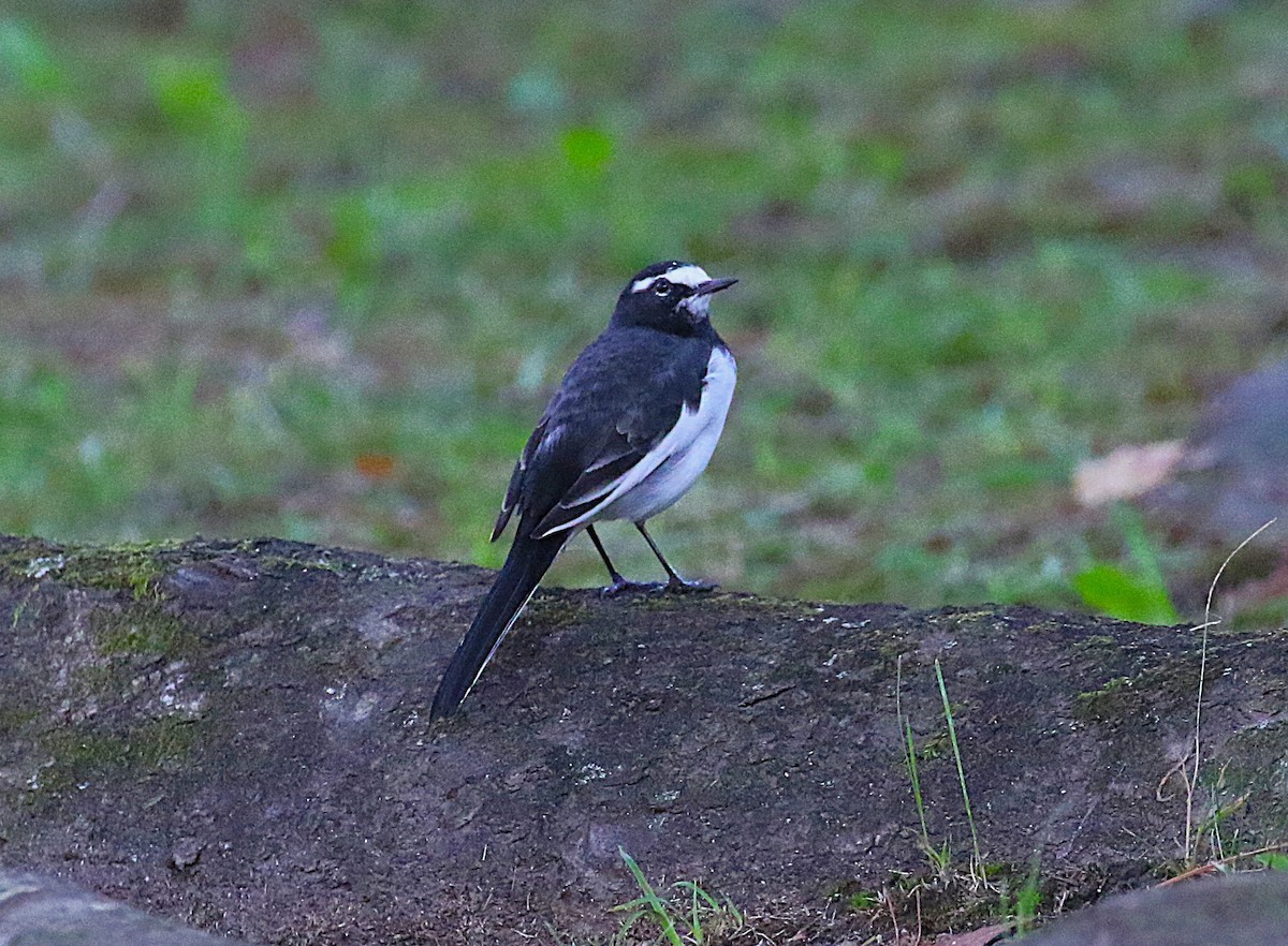 セグロセキレイ - ML645430949