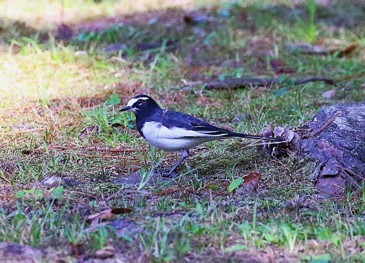 セグロセキレイ - ML645430950