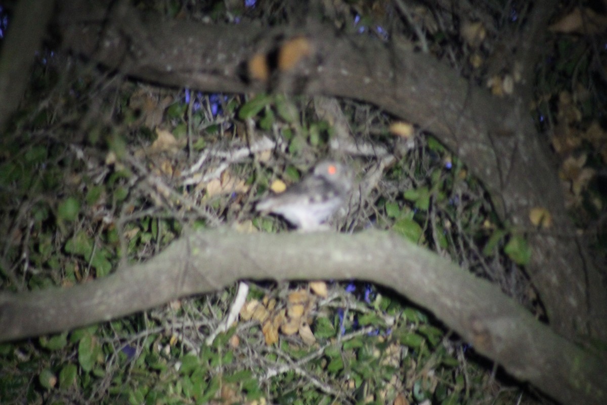 ニシアメリカオオコノハズク - ML645430953