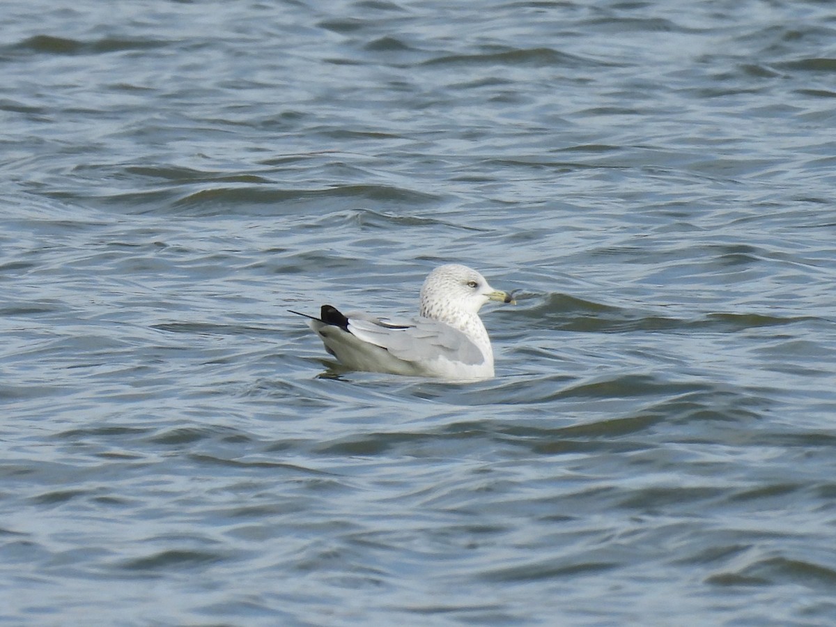 クロワカモメ - ML645430954