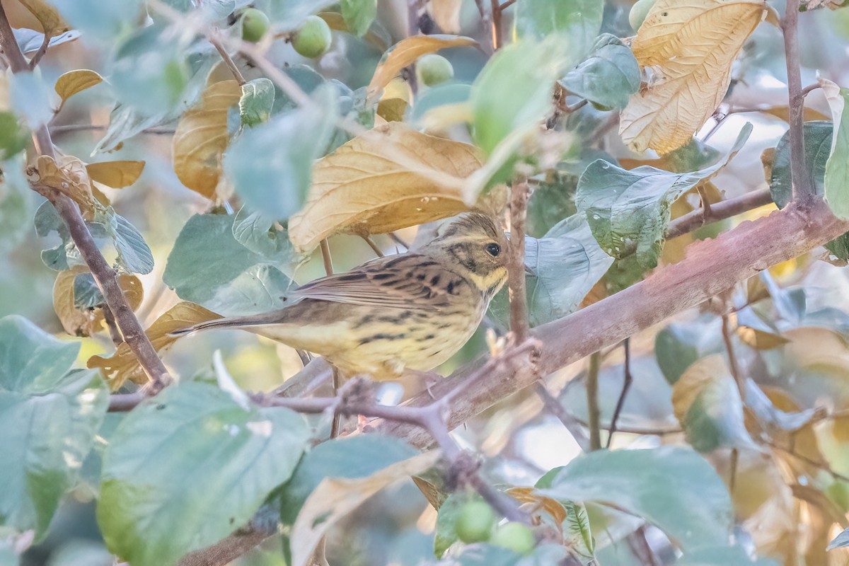 シベリアアオジ - ML645430956