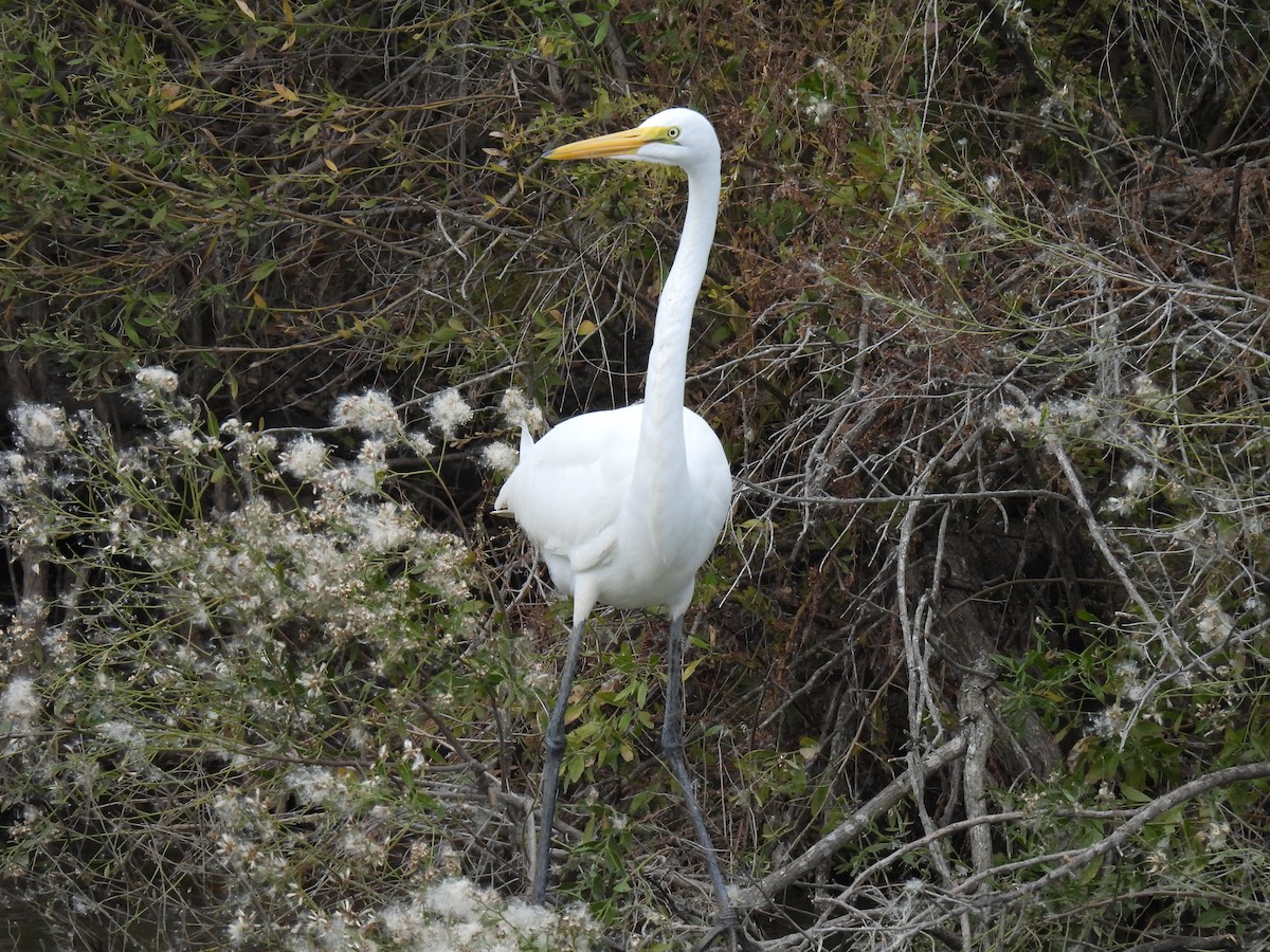 ダイサギ - ML645430957