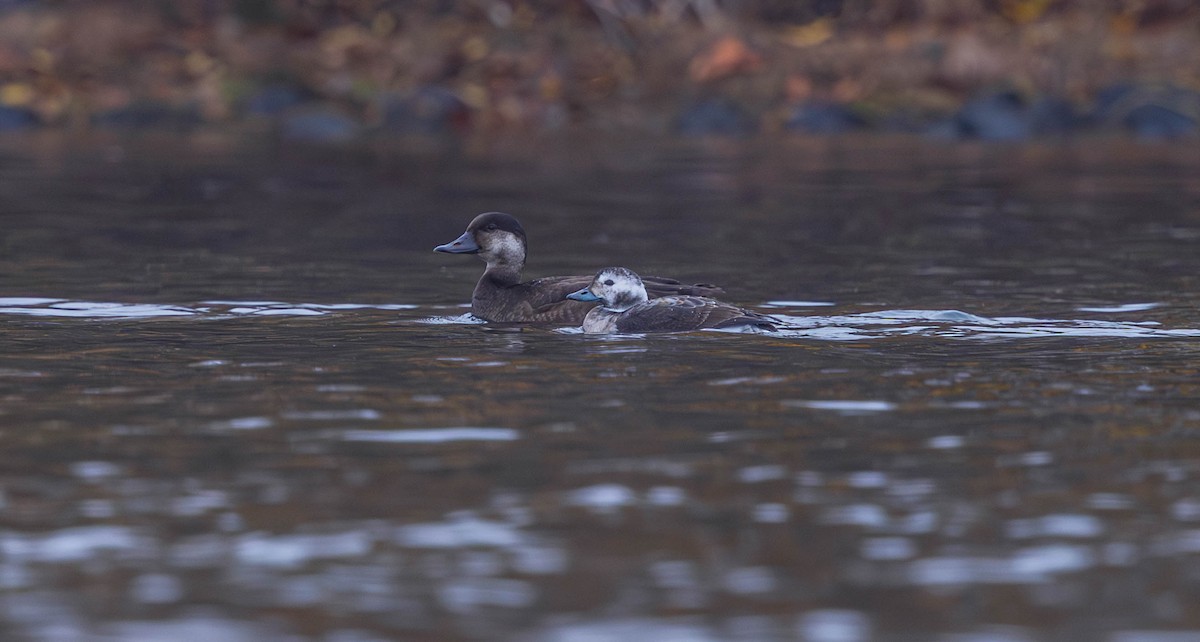 Ahatebeltz amerikarra - ML645430958