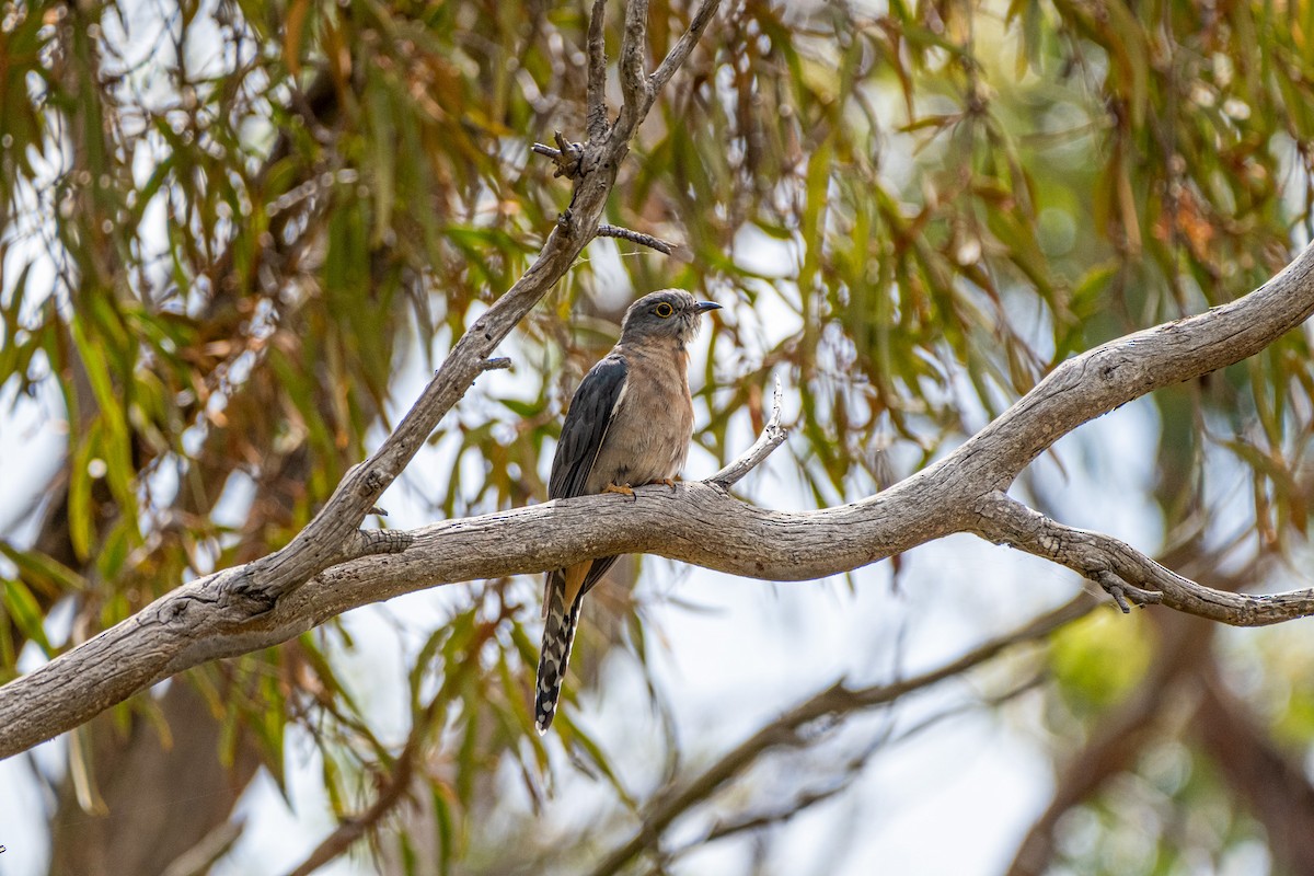 ウチワヒメカッコウ - ML645430962