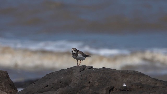 Common Ringed Plover - ML645430963