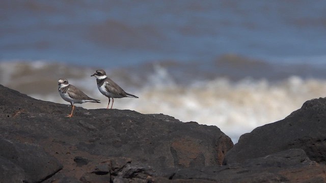 Common Ringed Plover - ML645430964