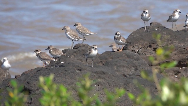 Common Ringed Plover - ML645430965