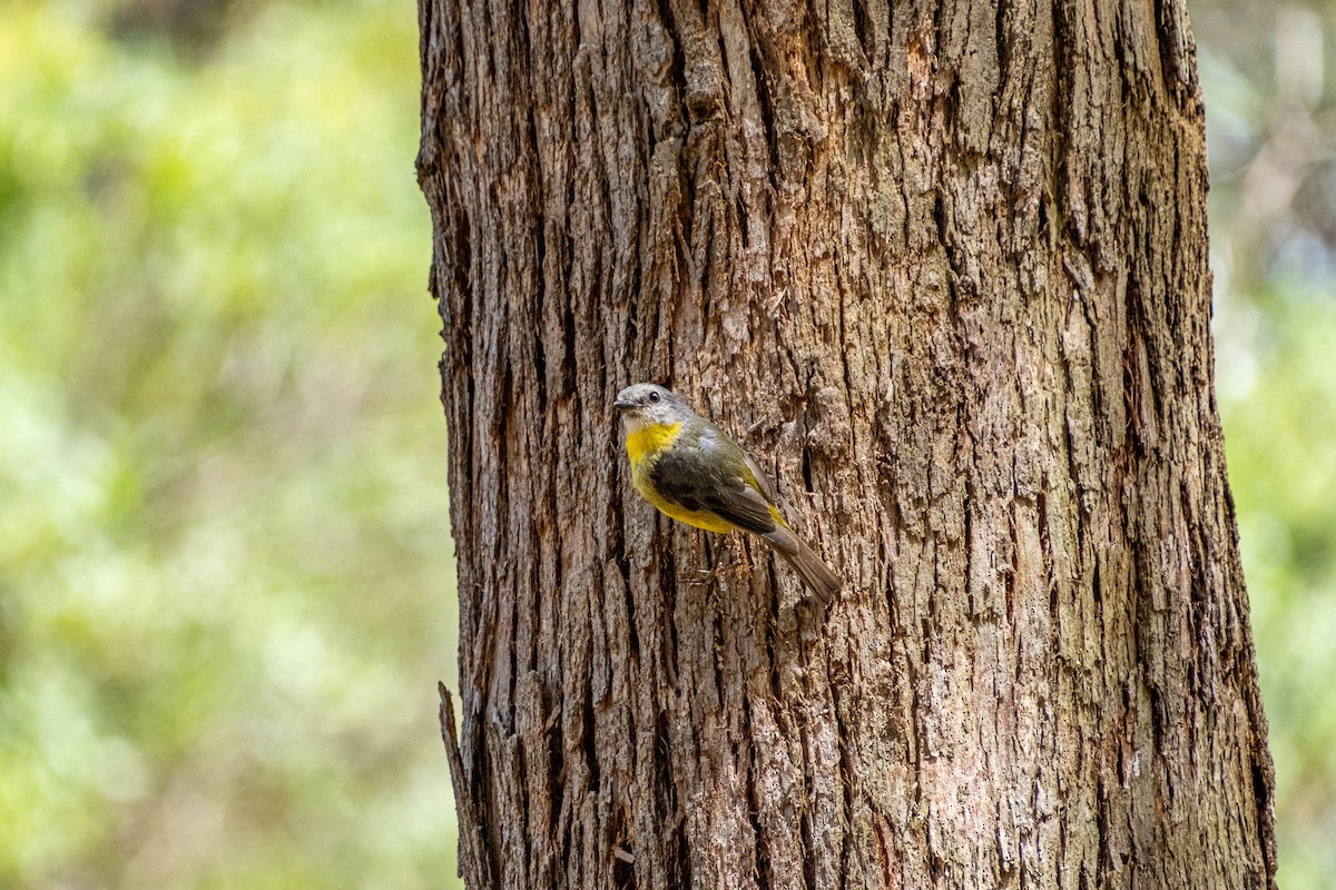 ヒガシキバラヒタキ - ML645430969