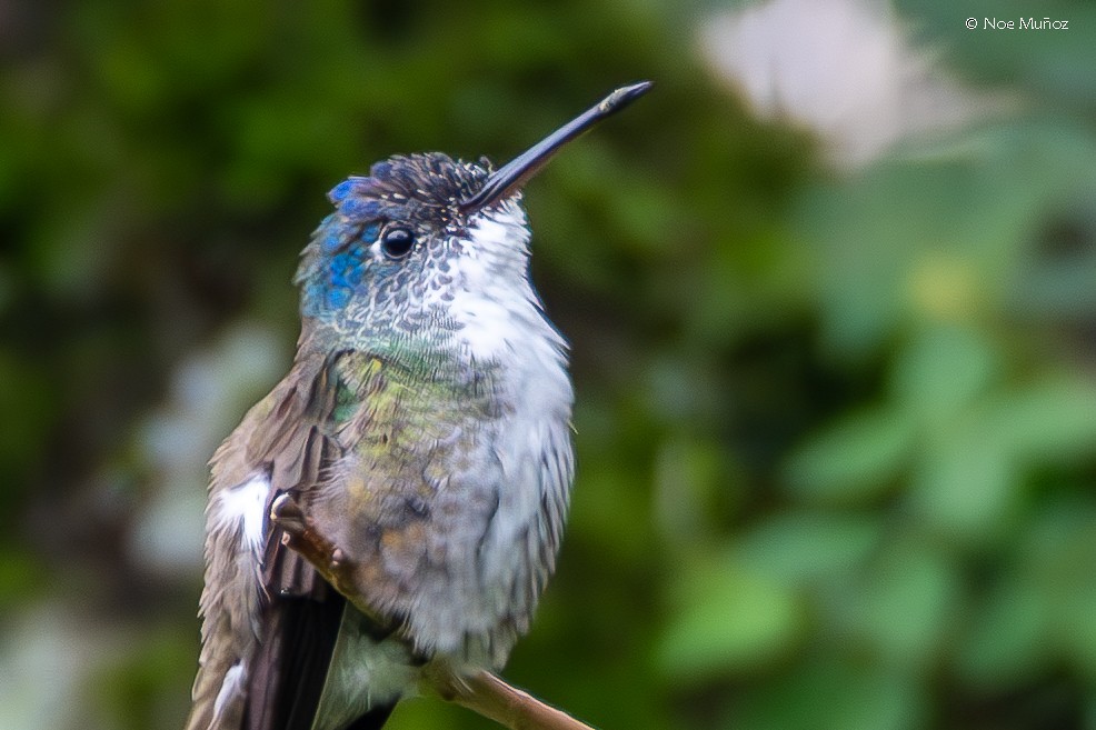 ソライロボウシエメラルドハチドリ - ML645430970