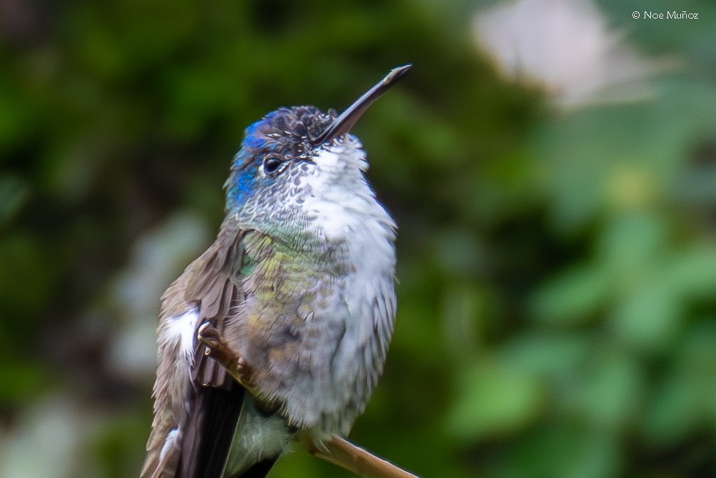 ソライロボウシエメラルドハチドリ - ML645430971