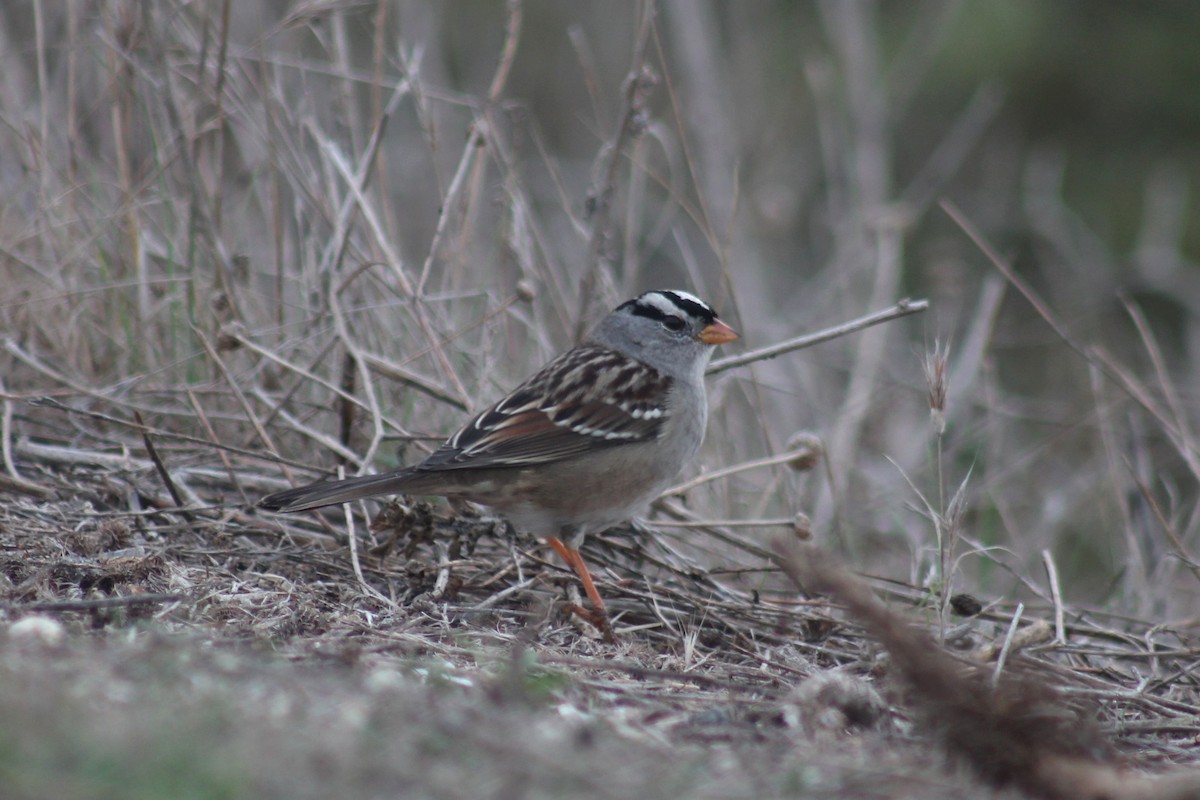 ミヤマシトド（gambelii） - ML645430972