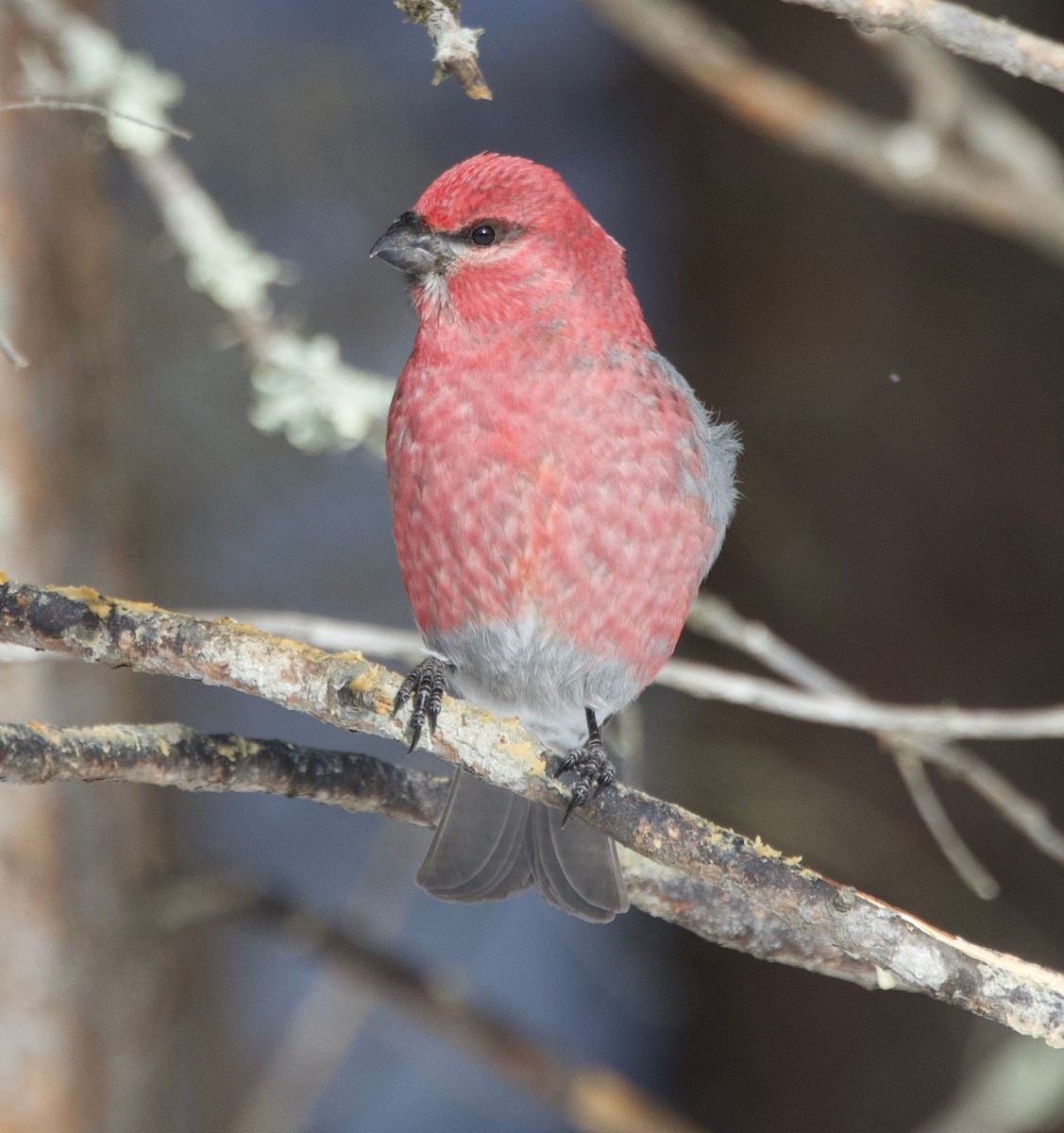 ギンザンマシコ - ML645430973