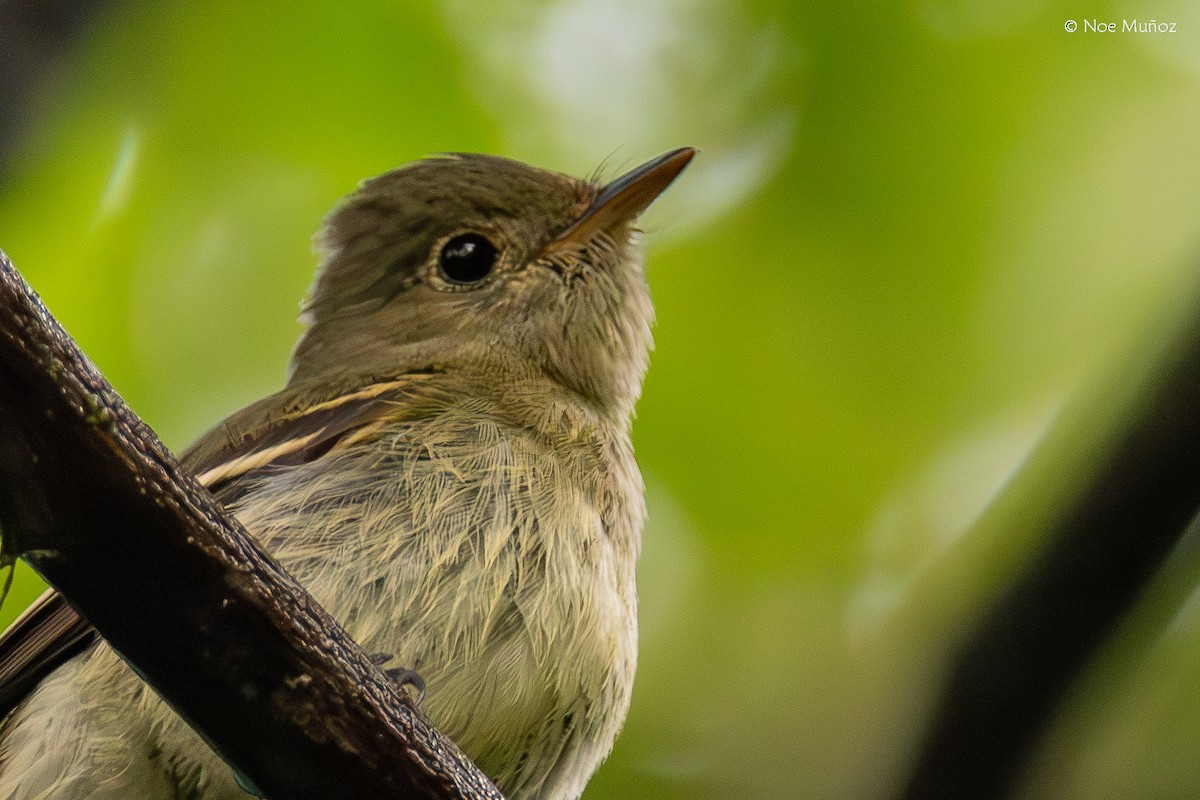 Mosquero Ventriamarillo - ML645430975