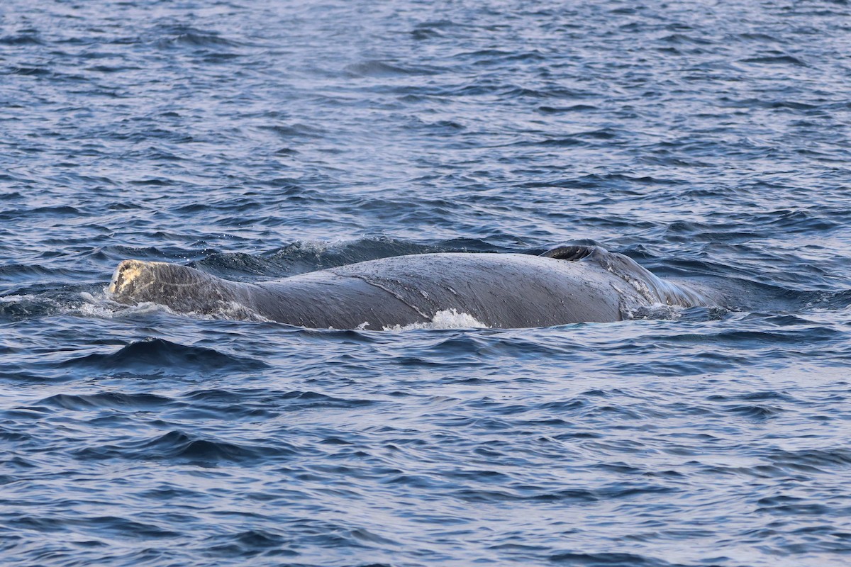 Humpback Whale - ML645430981