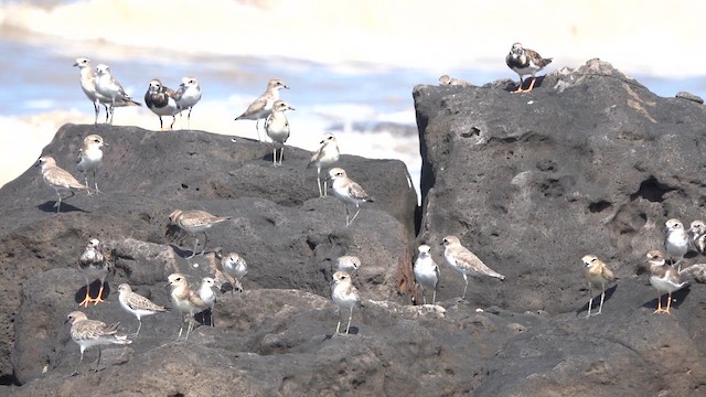 Ruddy Turnstone - ML645430982