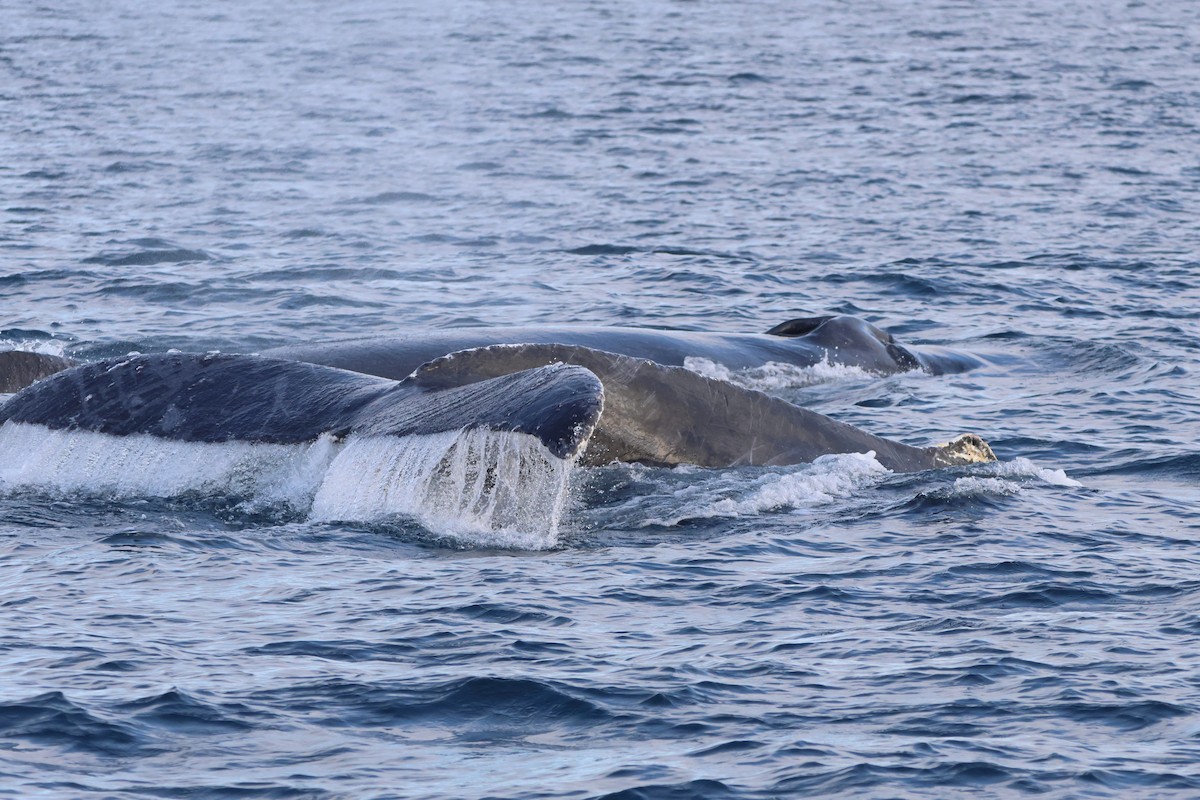 Humpback Whale - ML645430983